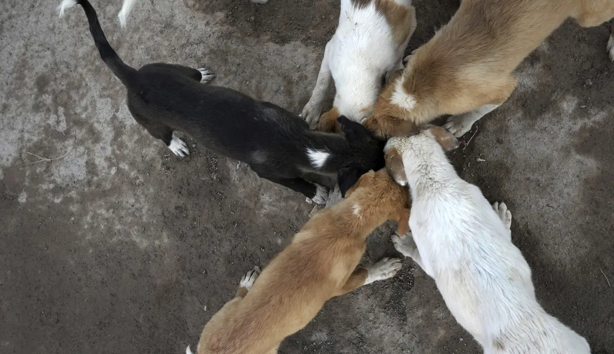 <p>Di Iran dan negara-negara lain, anjing dijauhi oleh banyak orang dan pemerintah setempat secara berkala menembak dan meracuni mereka. (AP Photo/Vahid Salemi)</p>