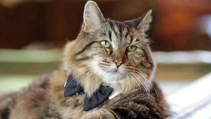 Photo: Copyright asiantown.net