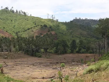Hutan gundul akibat pembalakan liar di KM 16 menuju perkebunan sawit PT Sawit Tiara Nusa di kawasan Hutan Produksi Popayato, Gorontalo, Minggu (11/9). Sekitar 16 ribu hektar hutan di Gorontalo mengalami kerusakan. (Liputan6.com/Immanuel Antonius)