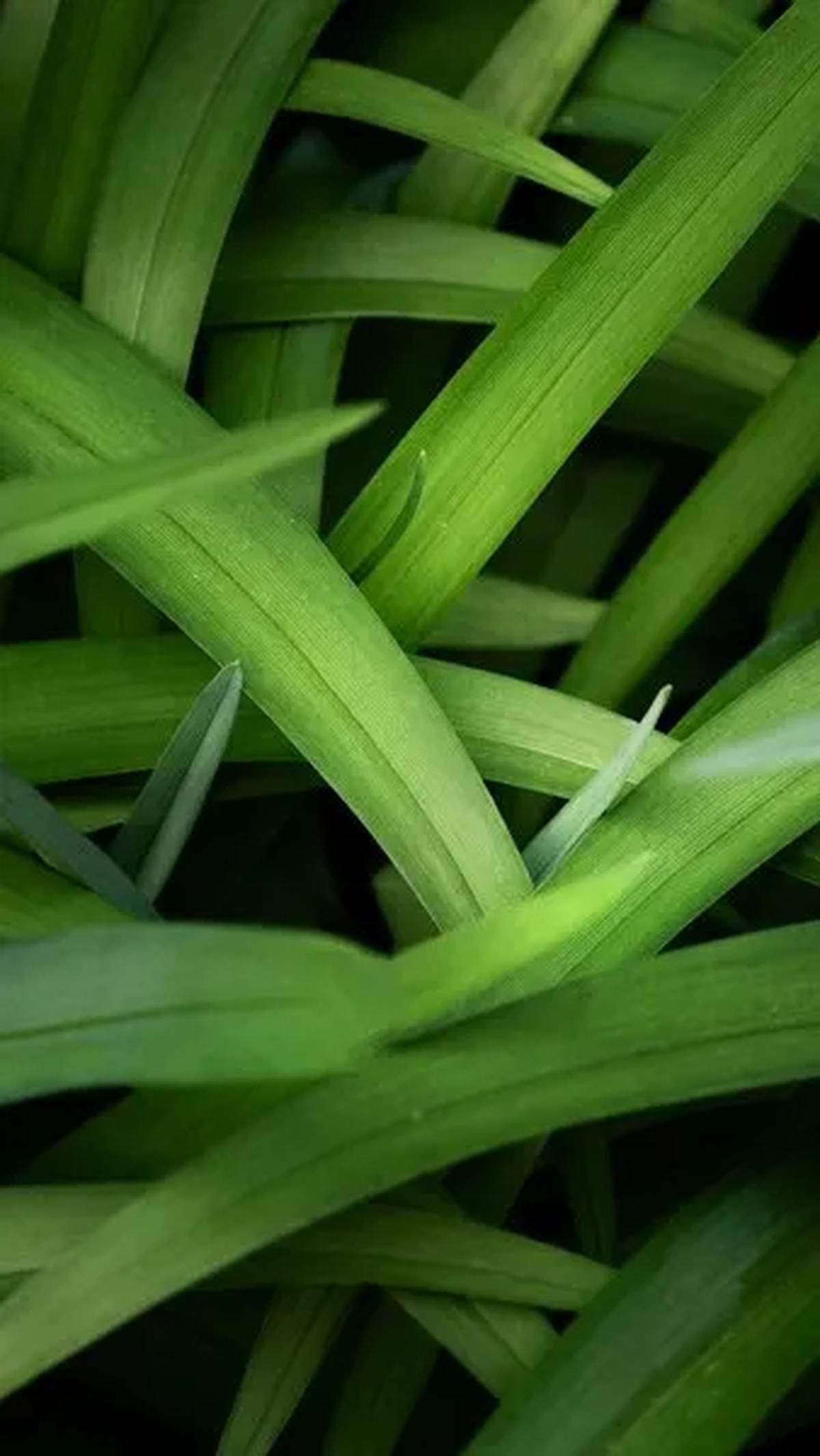 Manfaat Daun Pandan