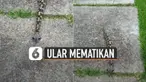 Nampak ular ini terlihat seperti ulat bulu. Namun ternyata memiliki racun yang sangat dahsyat.