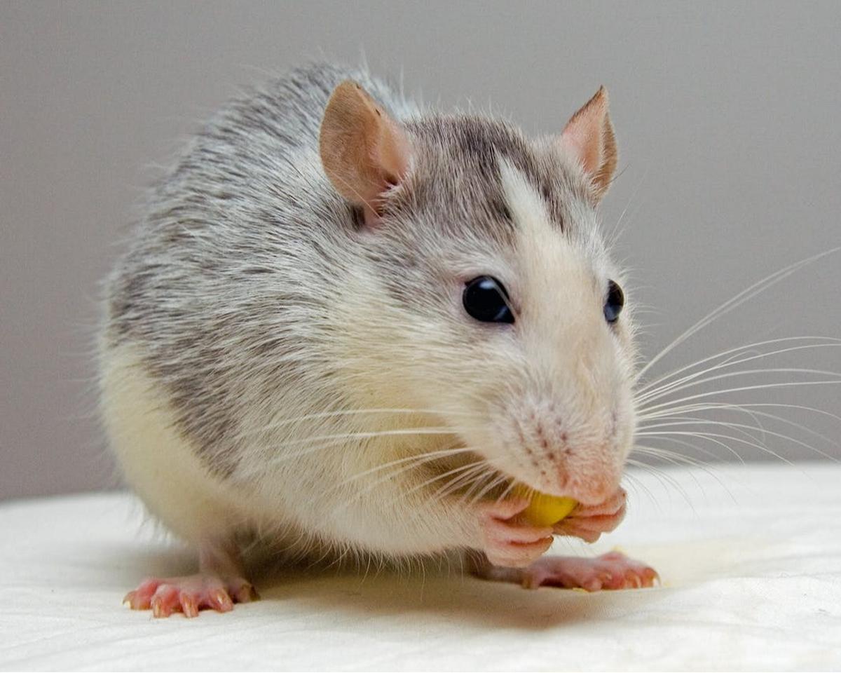 Tikus di Dapur? Ini Risiko Kontaminasi Makanan yang Mengintai