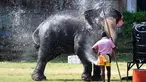 Seekor gajah menyemprotkan air ketubuhnya jelang festival Perahera di Kuil Gangaramaya, Sri Lanka (18/2). 50 gajah dan ribuan penabuh genderang tradisional, penari, dan biksu akan berpartisipasi dalam prosesi Navam Budha. (AFP Photo/Ishara S. Kodikara)