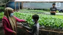Warga melakukan panen sayuran pakcoy dengan sistem hidroponik di halaman rumahnya di Bojongsari, Depok, Jawa Barat, Senin (7/3/2022). Panen sayuran pakcoy dengan sistem hidroponik dapat menghasilkan pendapatan rata-rata 2 juta hingga Rp 2,5 juta/bulan. (merdeka.com/Arie Basuki)