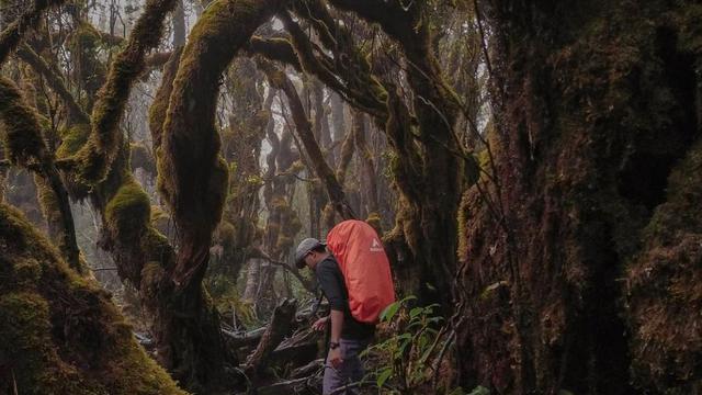 Suasana hutan Lumuik di Gunung Singgalang
