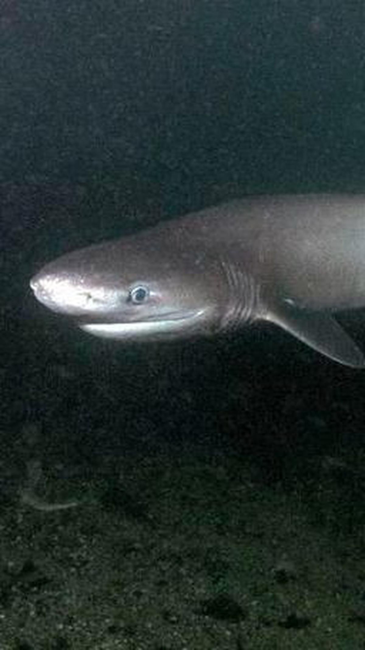 <b>Bluntnose Sixgill&nbsp;</b><br>