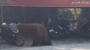 Heboh Orang Utan Solo Safari Lepas, Masuk ke Warung Ayam Goreng