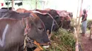 Pedagang memberikan pakan kepada hewan kurban yang akan di jual di Tangerang, Selasa (21/7/2020). Jelang Idul Adha 1441 H penjualan hewan kurban mulai bermunculan dan mulai banyak pesanan. (Liputan6.com/Angga Yuniar)