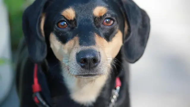 Manchester Terrier