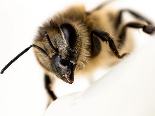 12 Arti Mimpi Lebah Pertanda Keberuntungan Ragam Bola Com