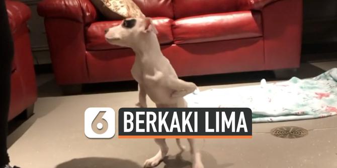 VIDEO: Punya 5 Kaki, Anjing Ini Mencuri Perhatian Banyak Orang