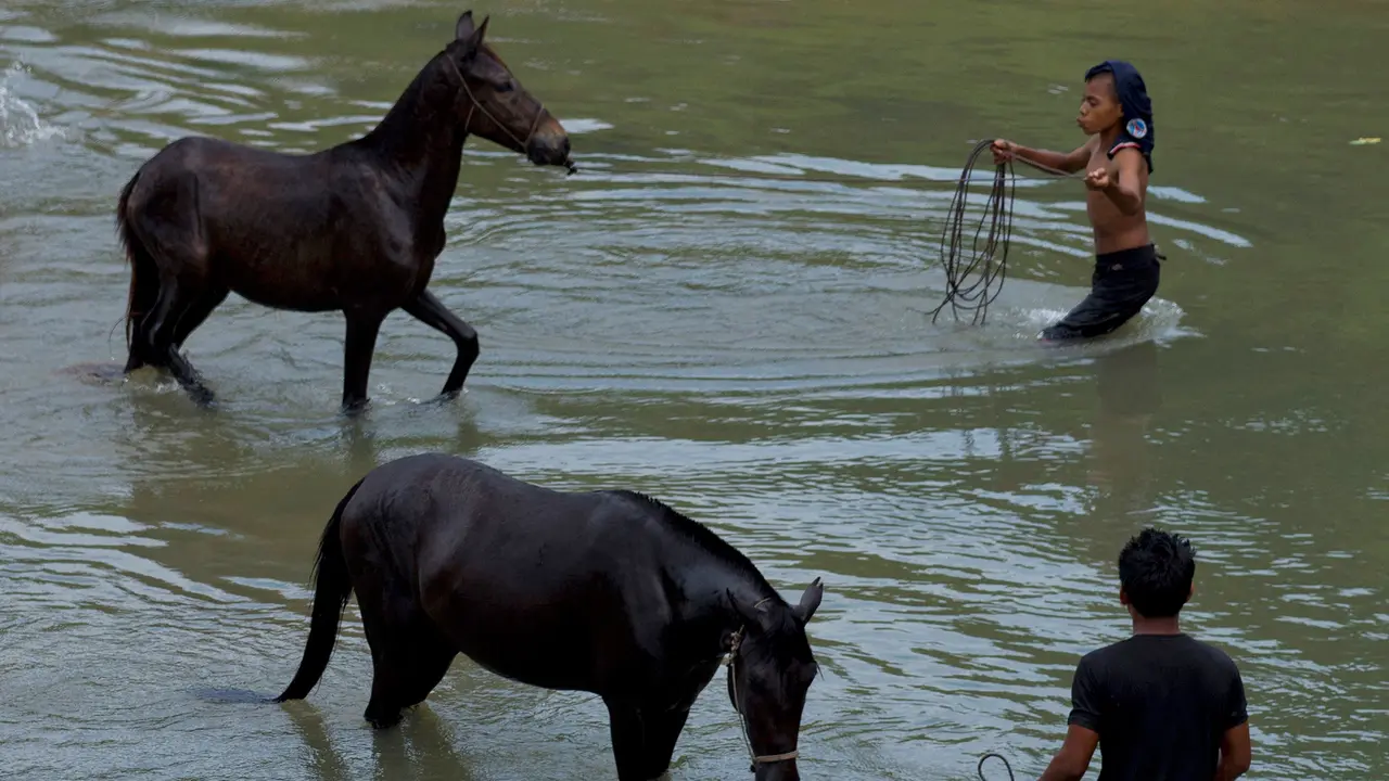 Kuda dan savana identik dengan Pulau Sumba