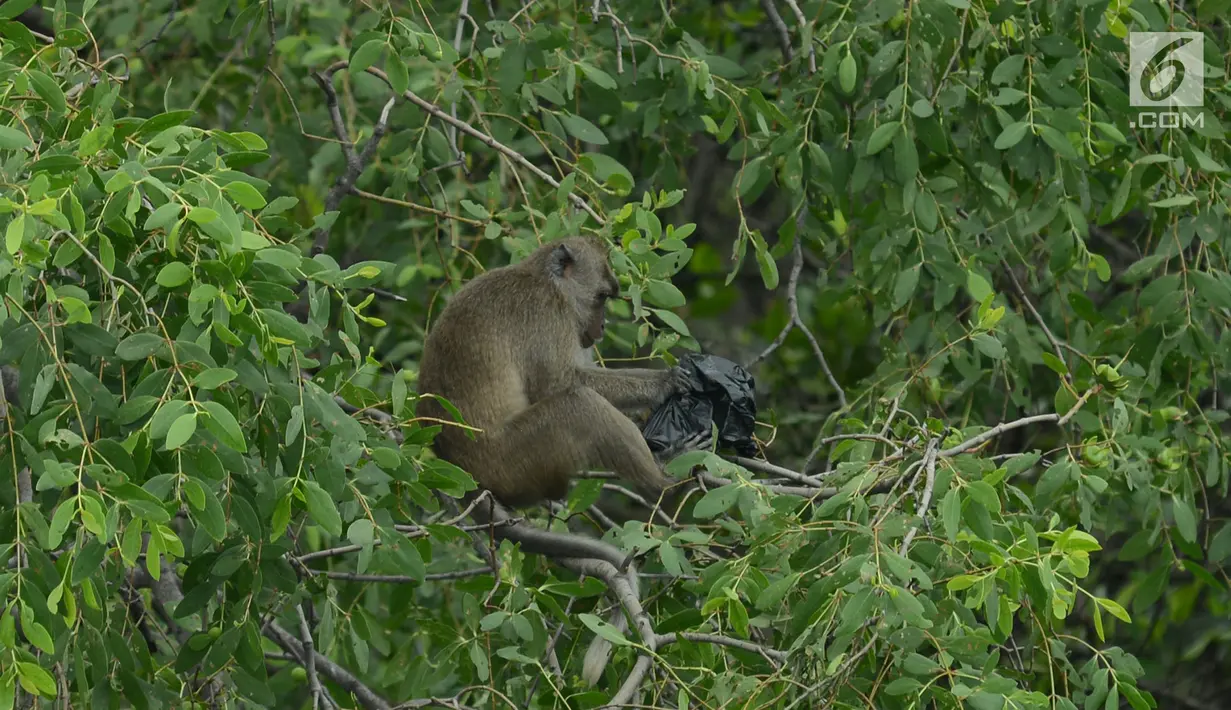 Monyet ekor panjang mencari makan di hutan Taman Marga Satwa Muara Angke, Jakarta,Sabtu (19/1). Muara Angke merupakan kawasan konservasi yang berlokasi di Jakut, yang salah satunya Monyet Ekor Panjang sekitar 148 ekor. (Merdeka.com/Imam Buhori)