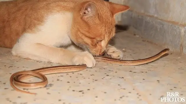 6 Momen Persahabatan Kucing dengan Ular, Tak Takut Meski Kobra