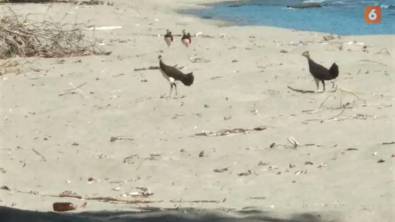 Kawanan burung maleo