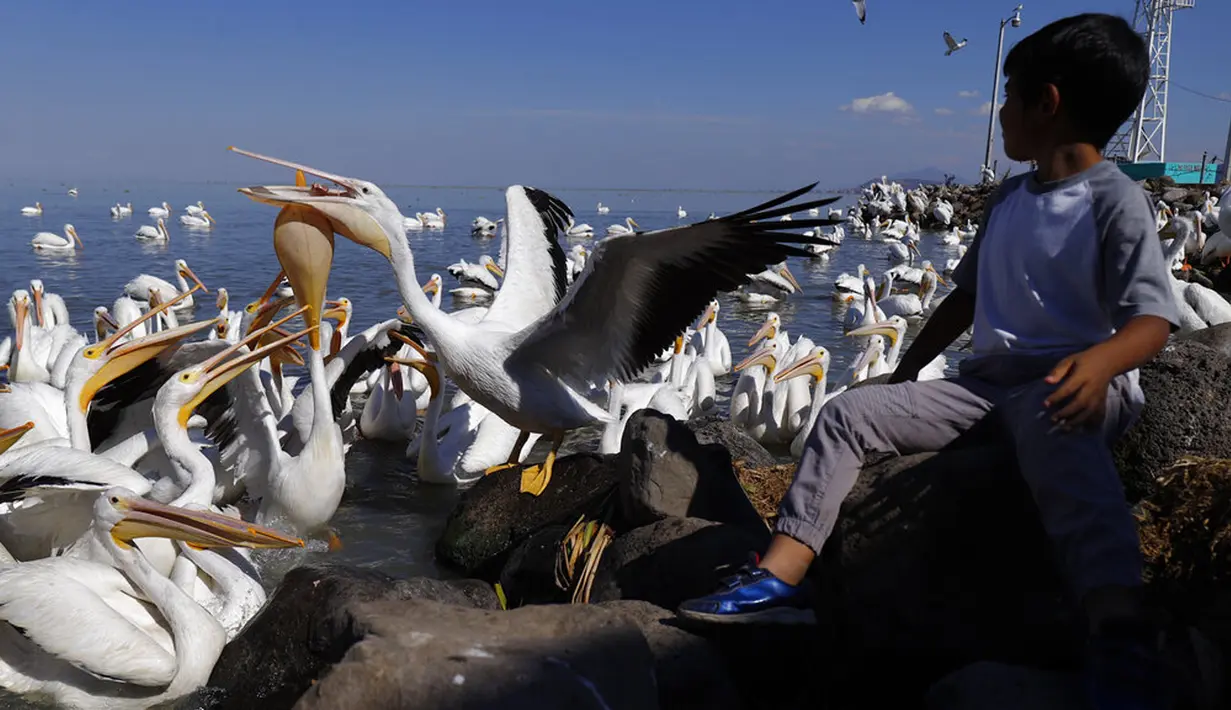 Seorang turis memberi makan kawanan pelicanos borregones atau pelikan putih di Danau Chapala, Petatan, Meksiko, 5 Februari 2022. Kawanan pelikan putih datang ke Meksiko setiap tahun untuk menghindari dinginnya cuaca di utara. (AP Photo/Armando Solis)