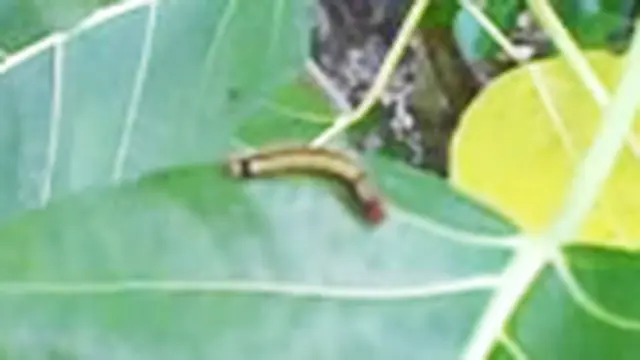 Ulat Bulu Mulai Menyerang Masamba