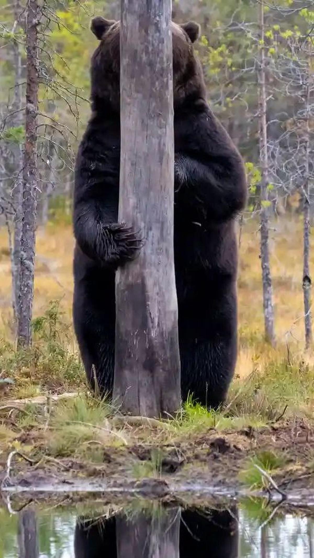 &nbsp;Shy Bear by Esa Ringbom, 2020