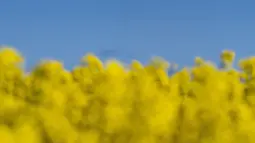 Pemandangan langit biru dan ladang ladang bunga canola berwarna kuning keemasan yang mekar di Lellinge dekat Koege, Denmark timur, pada 15 Mei 2022. Lanskap tersebut terlihat menyerupai warna bendera nasional Ukraina yang berwarna biru dan kuning. (Mads Claus Rasmussen / Ritzau Scanpix / AFP)