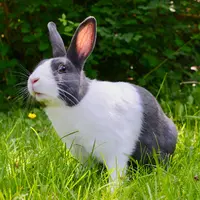 Ilustrasi Kelinci/https://unsplash.com/Gavin Allanwood