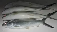  Produksi ikan bandeng Sulsel tahun 2013 naik signifikan bahkan melampaui target sasaran.