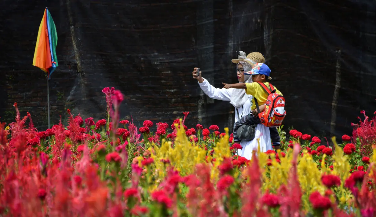 Pengunjung mengambil gambar taman bunga celosia di Banda Aceh, Sabtu (13/7/2019). Taman yang dibuka sejak 16 Juni 2019 ini selalu ramai dikunjungi wisatawan, terutama akhir pekan. (CHAIDEER MAHYUDDIN/AFP)