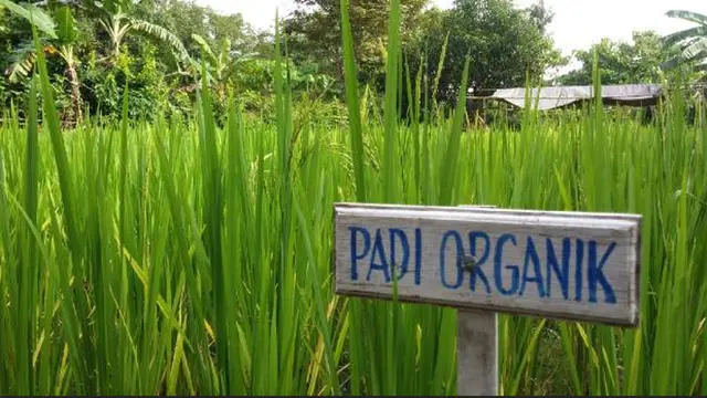 Padi Organik