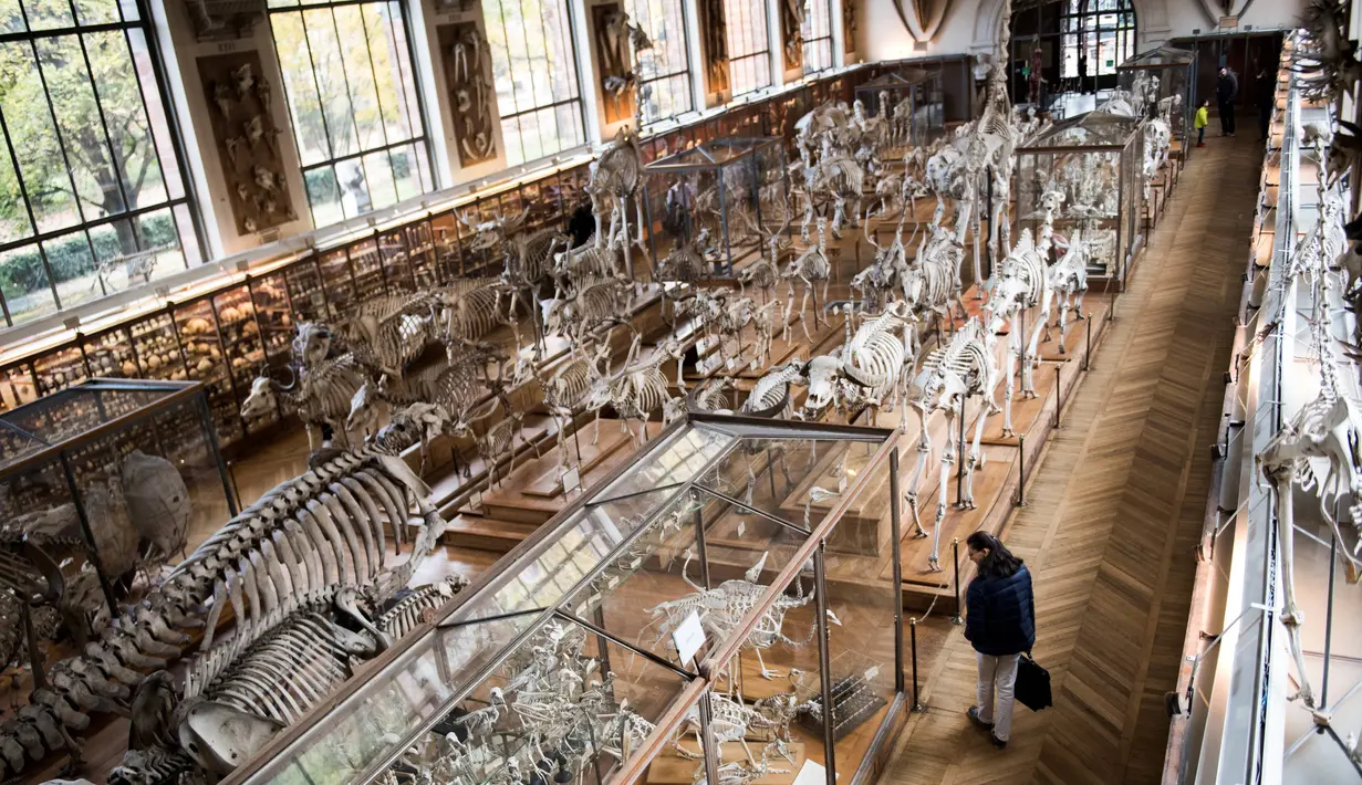 Pengunjung mengamati kerangka binatang yang ada di galeri anatomi komparatif Museum Sejarah Alam Prancis di Paris, Kamis (16/11). Museum yang menyimpan ribuan tulang belulang hewan dan benda purba ini berencana merenovasi gedungnya. (Martin BUREAU/AFP)