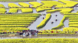 Waktu terbaik untuk mengunjungi bunga canola mekar  adalah Februari sampai Maret. (Photo by STR / AFP)