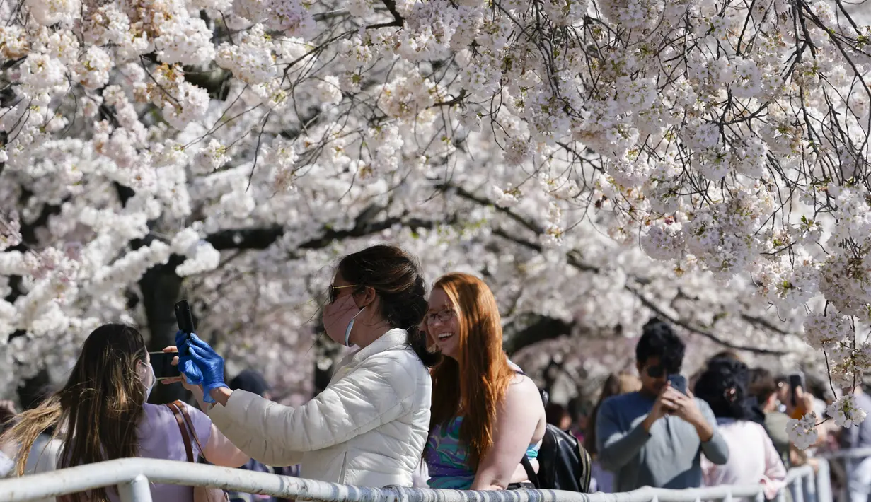 Orang-orang memotret pohon sakura Yoshino yang sedang mekar penuh di sekitar Tidal Basin di Washington, Selasa (30/3/2021).  Festival Bunga Sakura Nasional 2021 merayakan pemberian asli 3.000 pohon sakura dari kota Tokyo kepada masyarakat Washington di 1912. (AP Photo/Susan Walsh)
