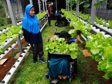 Murid kelas keterampilan melakukan panen selada air pada kebun hidroponik YPAC di Kebayoran Baru, Jakarta, Jumat (29/11/2024). (merdeka.com/Arie Basuki)