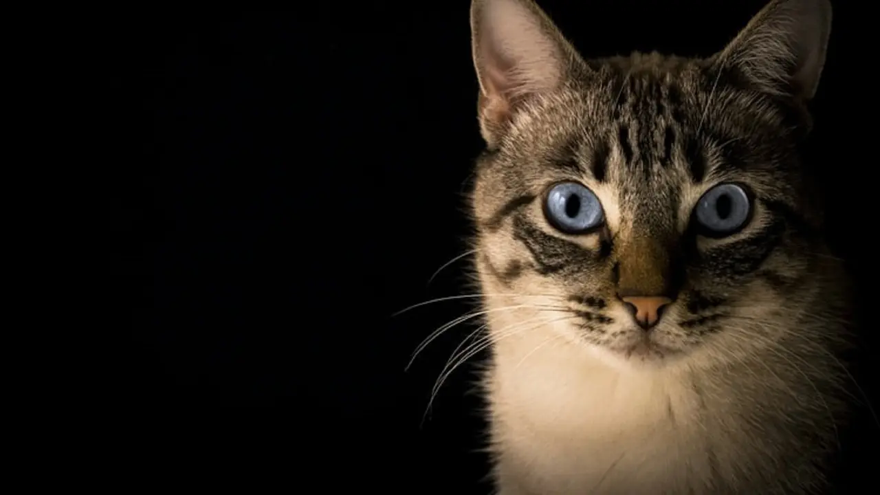 Ilustrasi kucing jantan