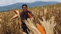 Krispian di tengah lahan jagung di Desa Kalawara, Kecamatan Gumbasa, Sigi, Sulawesi Tengah (Istimewa)