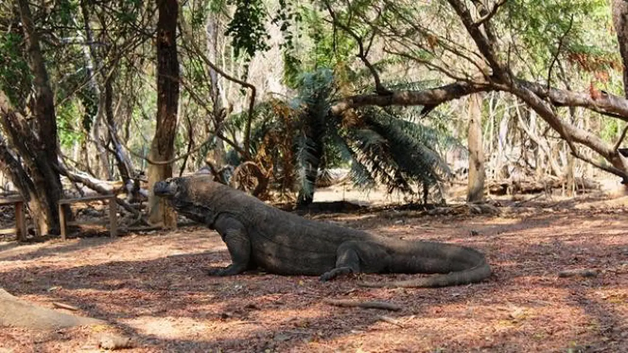 Fam Tripers Thailand Kagum Cerita “Dinosaurus” Asli Indonesia
