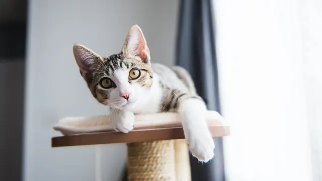 Bikin Gemas, Nyatanya Ada 4 Penyebab Kucing Suka Memiringkan Kepalanya