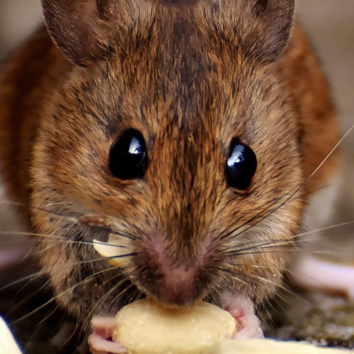Tikus dan Manusia Ternyata Punya Kesamaan Perilaku, Ini Faktanya