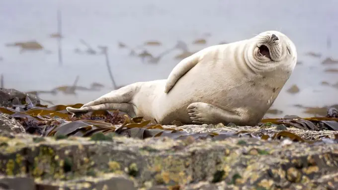 10 Bukti Kalau Kehidupan Alam Liar Juga Punya Selera Humor