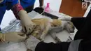Dokter melakukan sterilisasi kucing di pusat kesehatan hewan (Puskeswan), Jakarta, Kamis (10/1). Kucing yang akan disterilisasi dan vaksinasi ditempatkan terpisah dengan kucing siap adopsi. (Liputan6.com/Herman Zakharia)