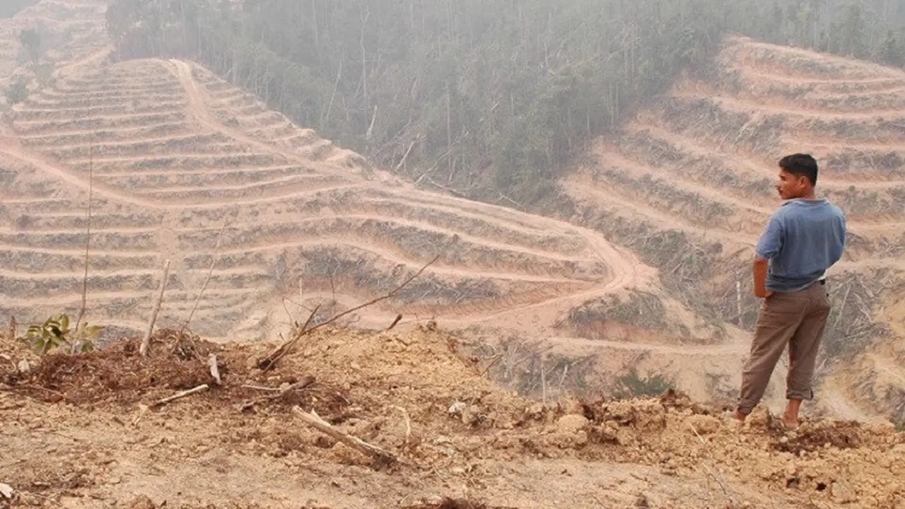 Hutan Jambi