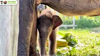 Kenalkan Nona Seroja, Anak Gajah Sumatera yang Baru Lahir di Tesso Nilo