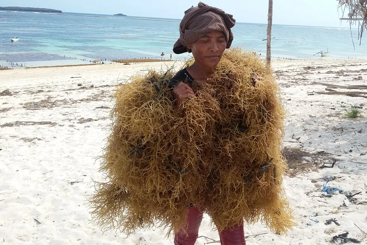 Kisah Petani Rumput Laut Lombok