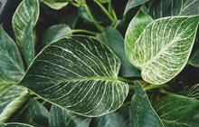 6 Cara Merawat Philodendron Birkin agar Cepat Tumbuh, Ini Kuncinya