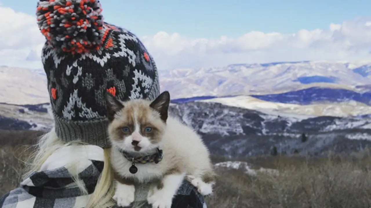 [Bintang] 10 Potret Bukti Kalau Kucing Asyik Dijadikan Teman Traveling