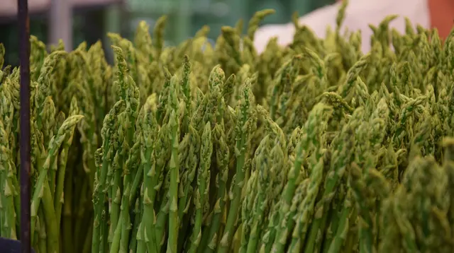 Cara Menanam Asparagus di Pekarangan Rumah, Satu Sayur Bisa Diolah Jadi Berbagai Sajian Lezat