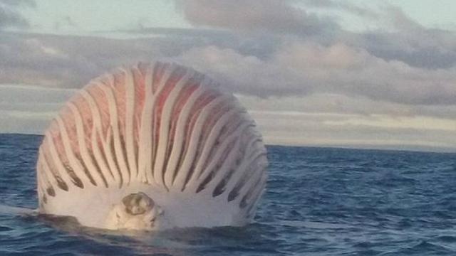 46 Koleksi Ikan Raksasa Air Laut Gratis Terbaik