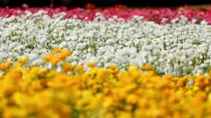 Bunga giant recolote ranunculus bermekaran di The Flower Field, Carlsbad Ranch, California, Kamis (21/3/2019). Memiliki luas sebesar 50 hektare, taman bunga ini dibuka setiap tahunnya pada musim semi. (REUTERS/Mike Blake)