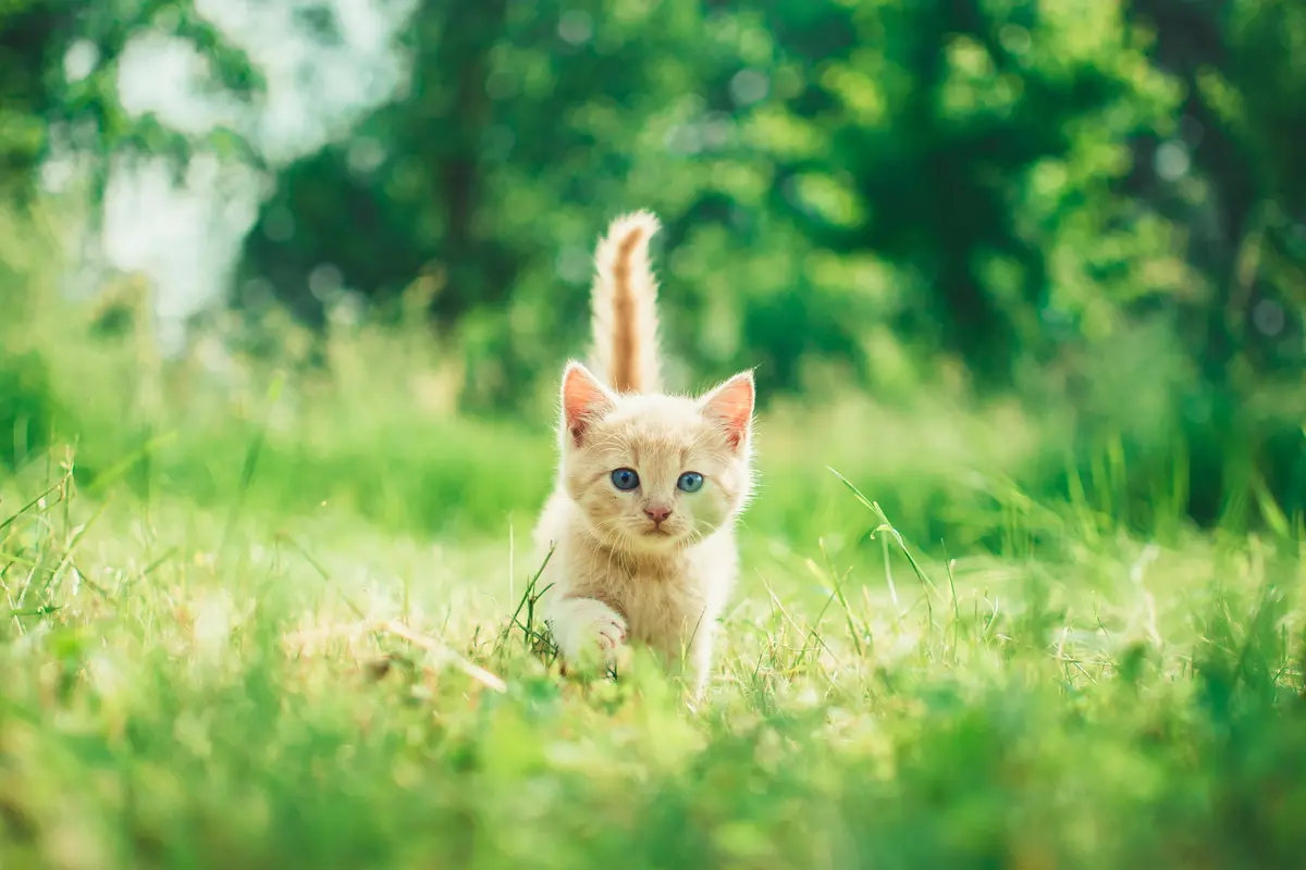 kucing