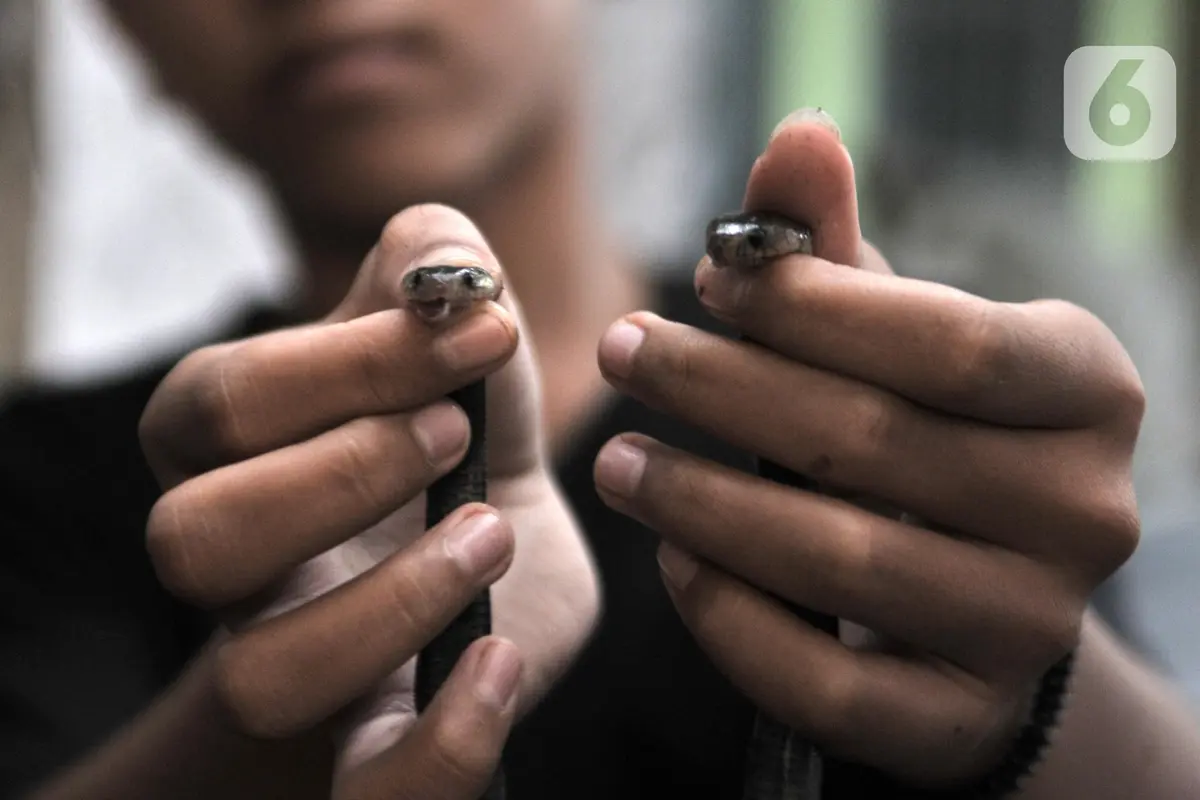 Warga Cakung Digegerkan Penemuan Sarang Kobra
