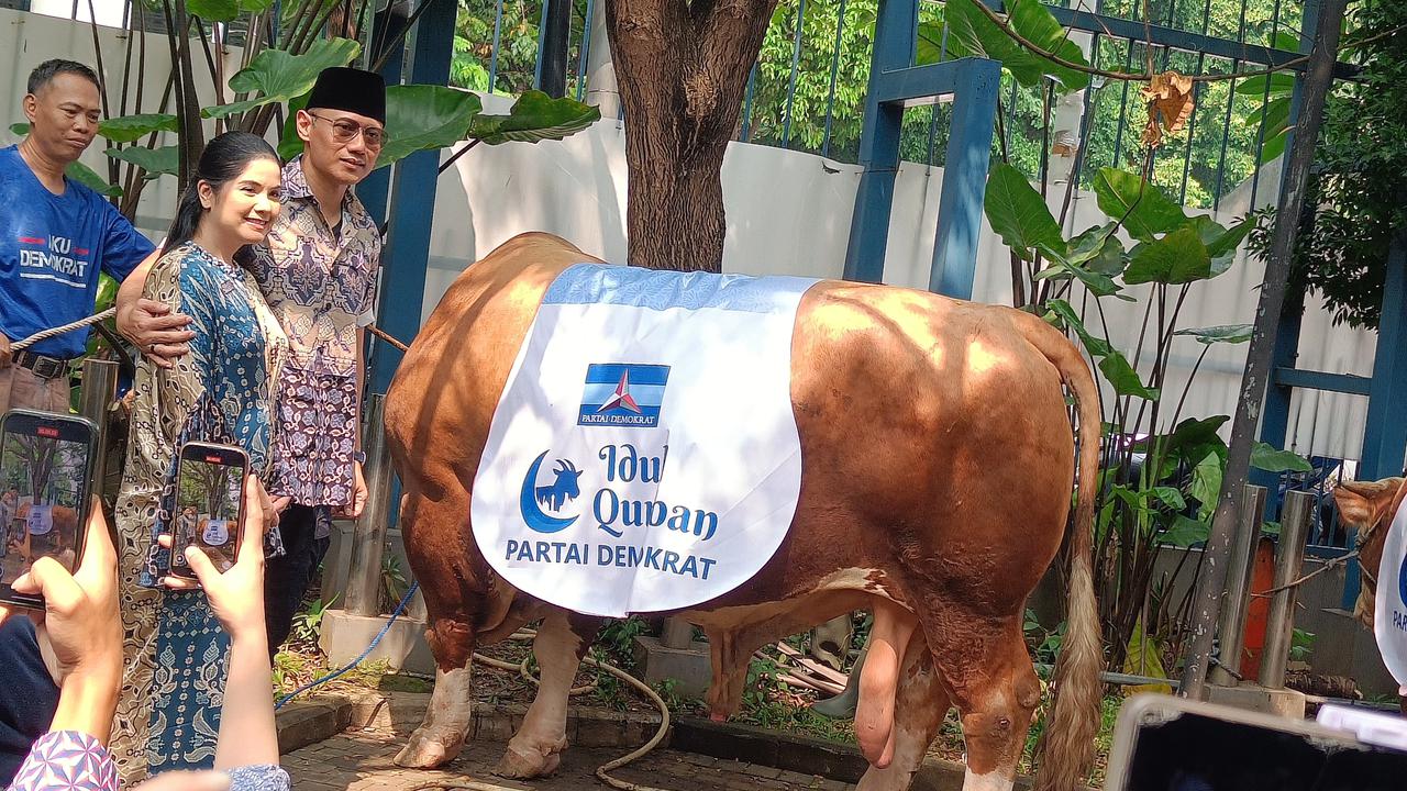 AHY Kurban Sapi Seberat 1,2 Ton, Disembelih di Kantor DPP Demokrat