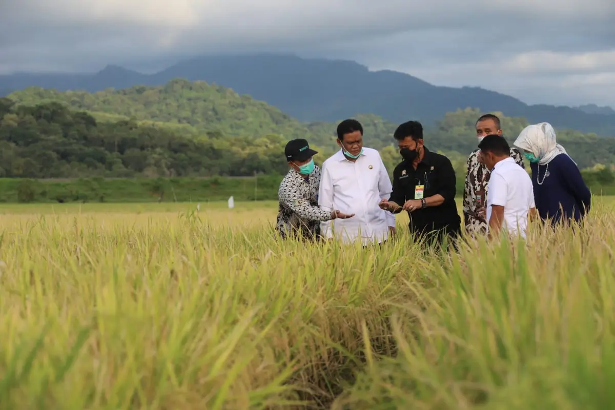 Wilayah Sentra Padi